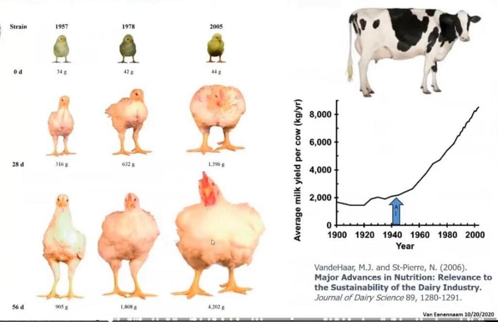 **Title:** The Evolution of Dairy Cow Efficiency: A Comparative Analysis from 1944 to the Present - 3