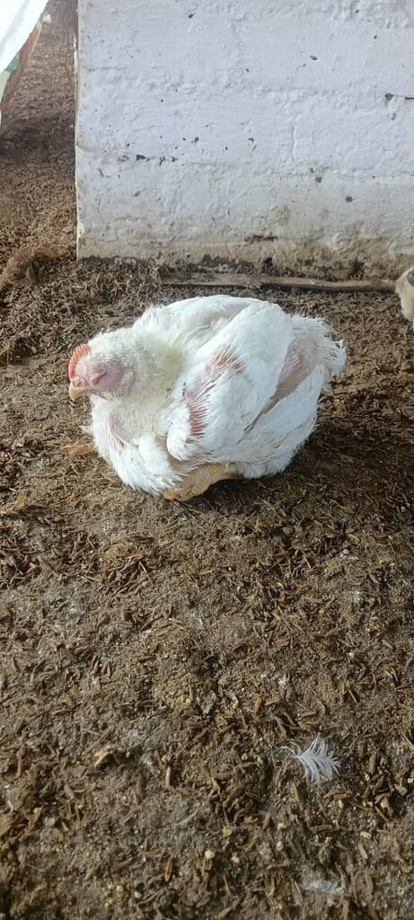 Field Discussion: Respiratory Signs at 21 Days in Broilers - 1