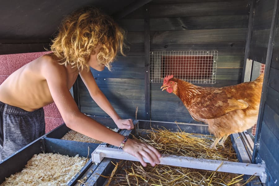 Preventing High Mortality Rate Of Backyard Chickens - 1