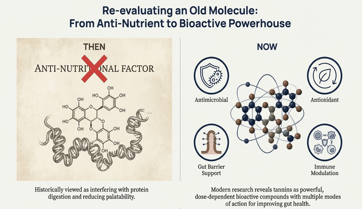 Cashew Nut Testa Tannin As Feed Additive in Poultry Industry  - 4