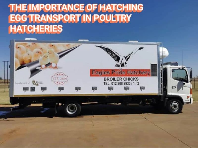 The Importance of Hatching Egg Transport in Poultry Hatcheries - 1