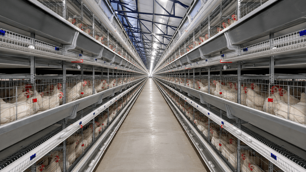 How to Plan Equipment for a Commercial Layer Poultry Farm: 7 Key Factors to Consider - 1