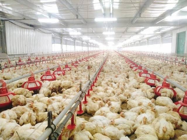 Rearing Systems in Broiler Breeder Farms  - 2