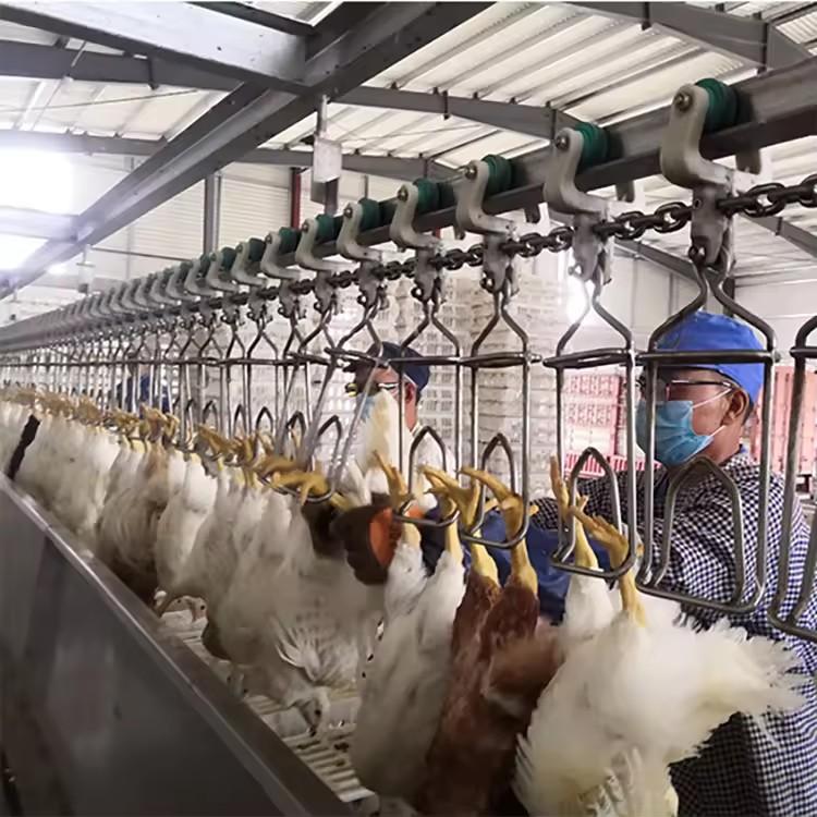 India’s Poultry Revolution: The Rise of Processed Chicken - 1