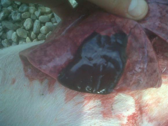 Fumonisin macroscopic lesions