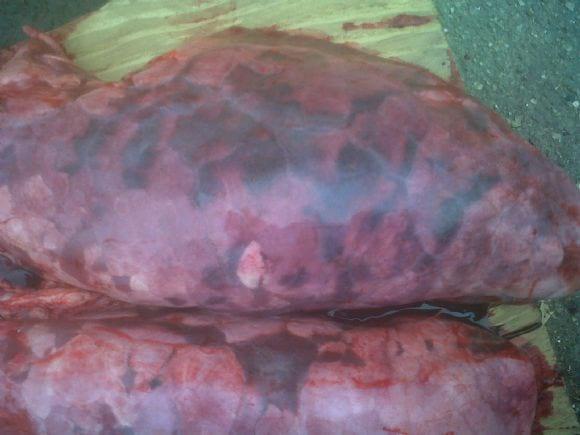 Fumonisin macroscopic lesions