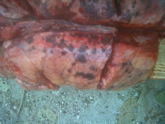 Fumonisin macroscopic lesions