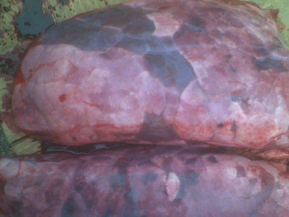 Fumonisin macroscopic lesions