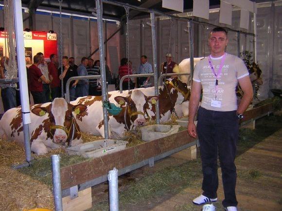 Dairy Cattle