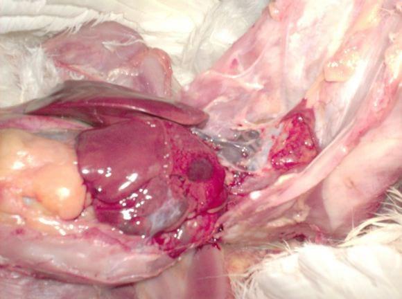 Mycoplasma synoviae and Escherichia Coli infection