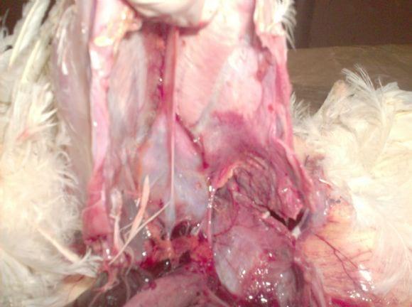 Mycoplasma synoviae and Escherichia Coli infection
