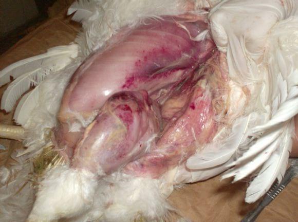 Mycoplasma synoviae and Escherichia Coli infection