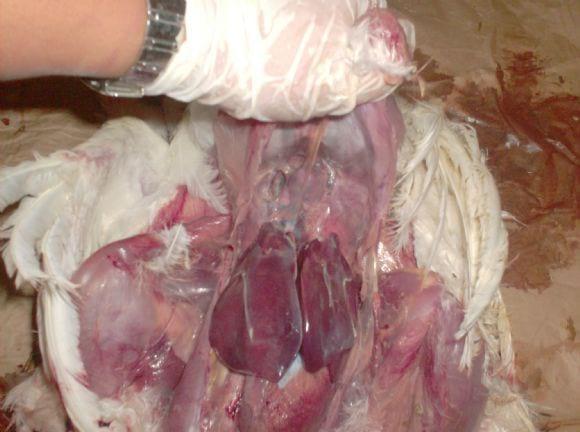 Mycoplasma synoviae and Escherichia Coli infection