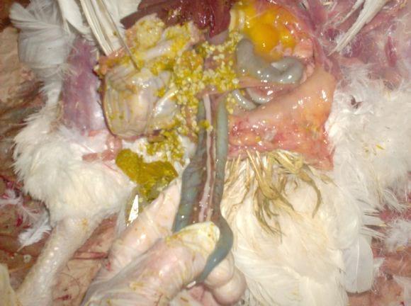 Mycoplasma synoviae and Escherichia Coli infection