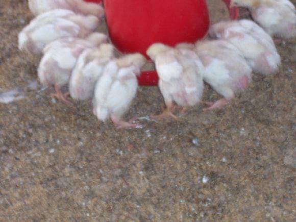 Low Cost Broiler Farm India