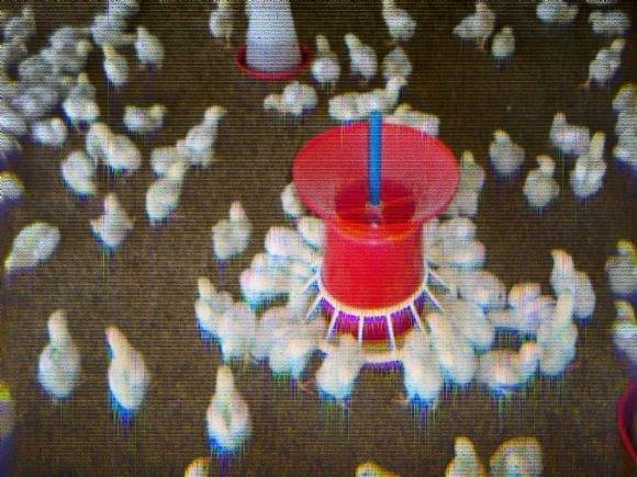 Low Cost Broiler Farm India