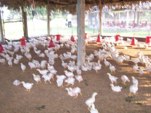 Low Cost Broiler Farm India