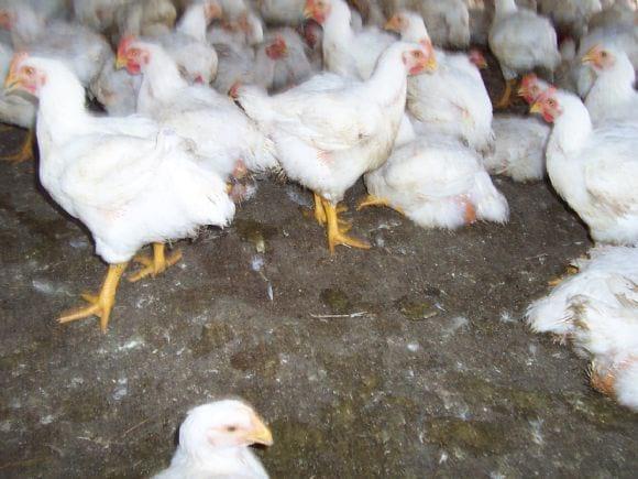 Low Cost Broiler Farm India