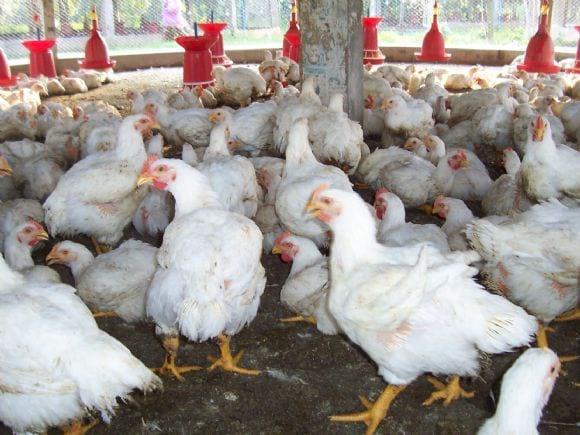 Low Cost Broiler Farm India