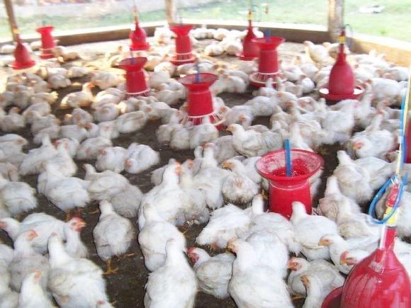 Low Cost Broiler Farm India