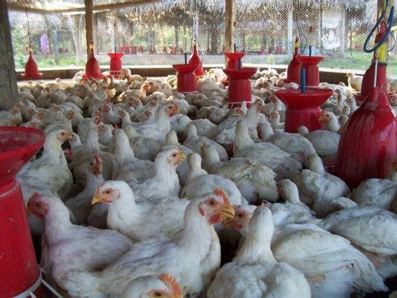 Low Cost Broiler Farm India