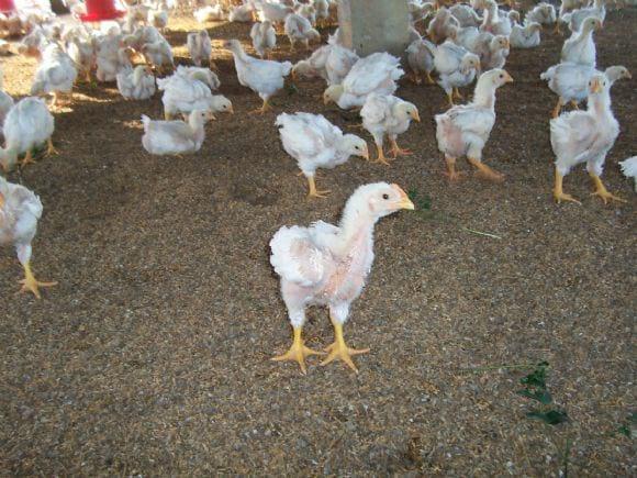 Low Cost Broiler Farm India