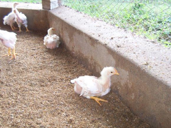 Low Cost Broiler Farm India