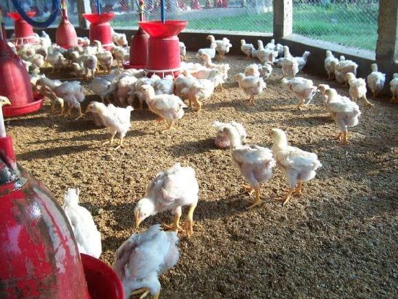 Low Cost Broiler Farm India