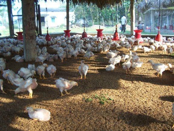 Low Cost Broiler Farm India