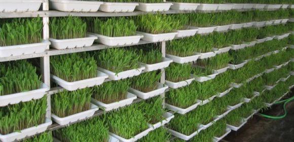 hydroponics fodder