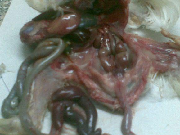 Viral Diseases