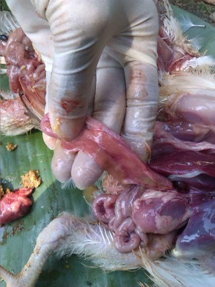 Broiler diseases