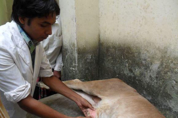 Hernia in calf