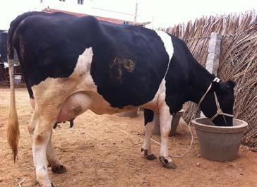 My cows