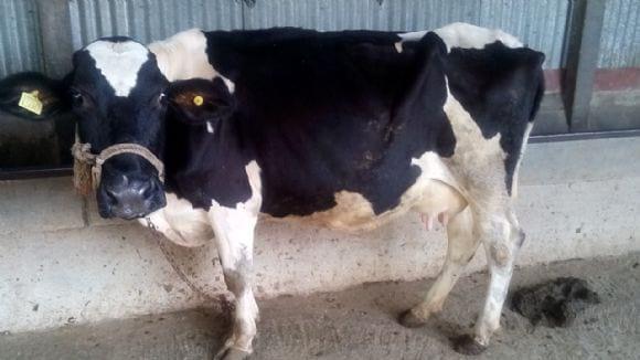 Milk production
