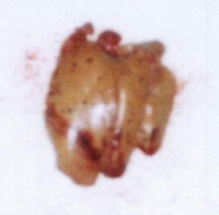 Affected laying hen