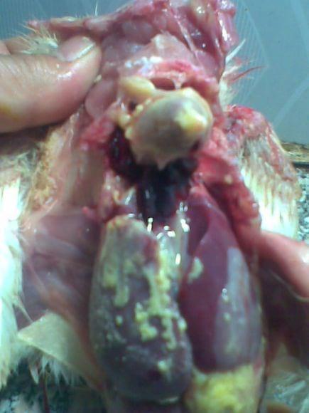 bacterial diseases ( Ecolii)