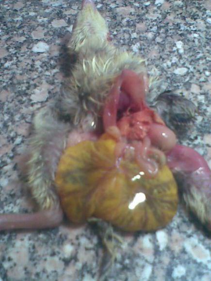 bacterial diseases ( Ecolii)