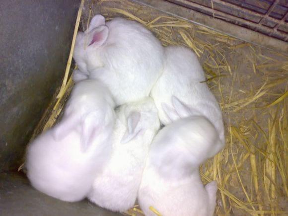 Rabbit production in Sohag Egypt