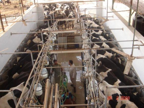 Milk parlour