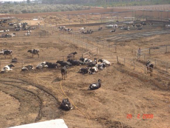 Cows