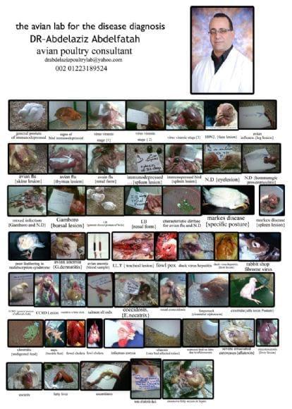 atlas of poultry disease in brief  collection