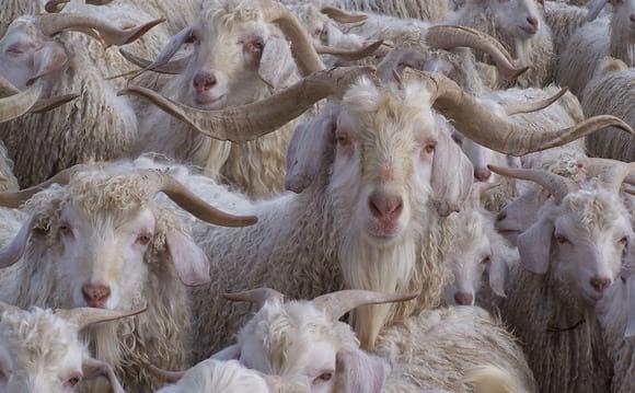 Angora Goat