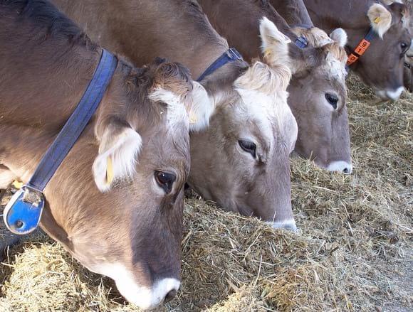 Brownswiss cows
