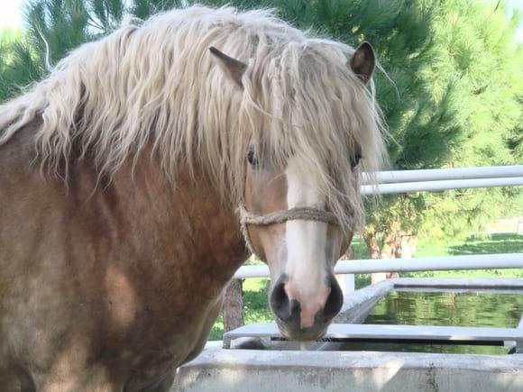 Haflinger stallion