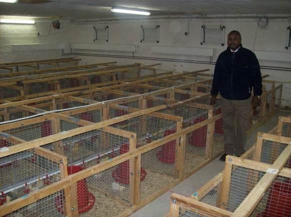 R&D broiler studies