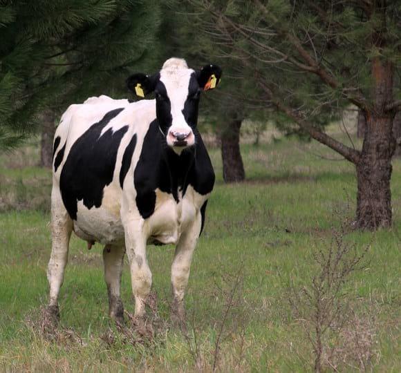Holstein Karacabey Farm