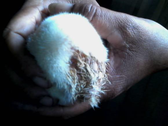 broiler