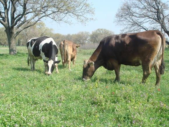 Brownswiss and Holstein