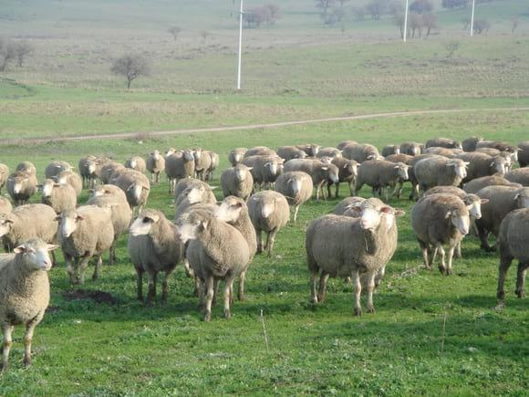 Merino Herd